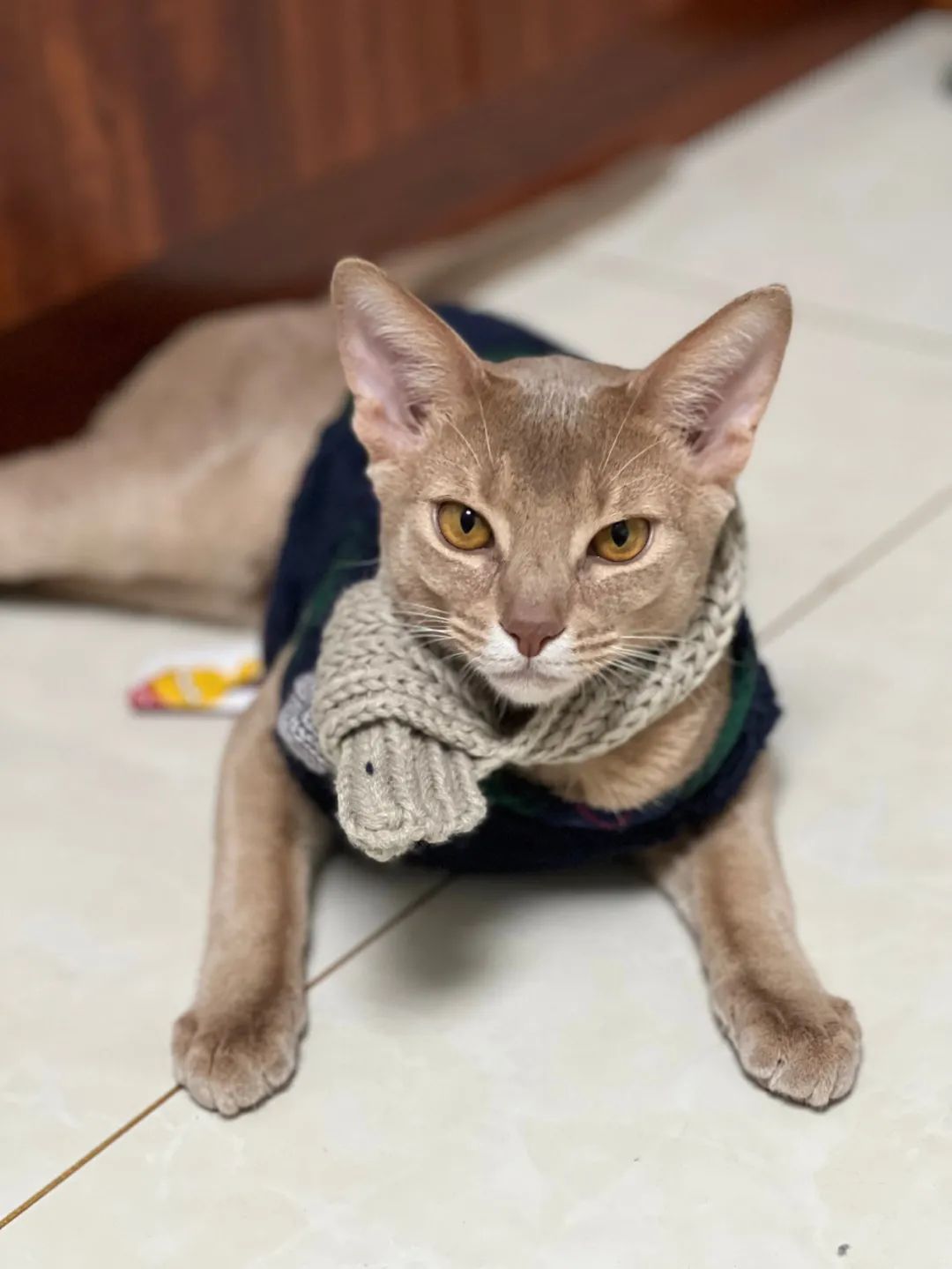 DƬ